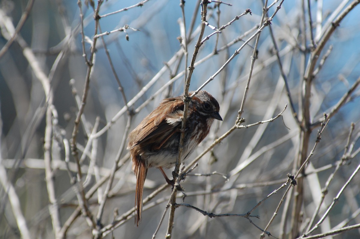 Song Sparrow (rufina Group) - ML619670509