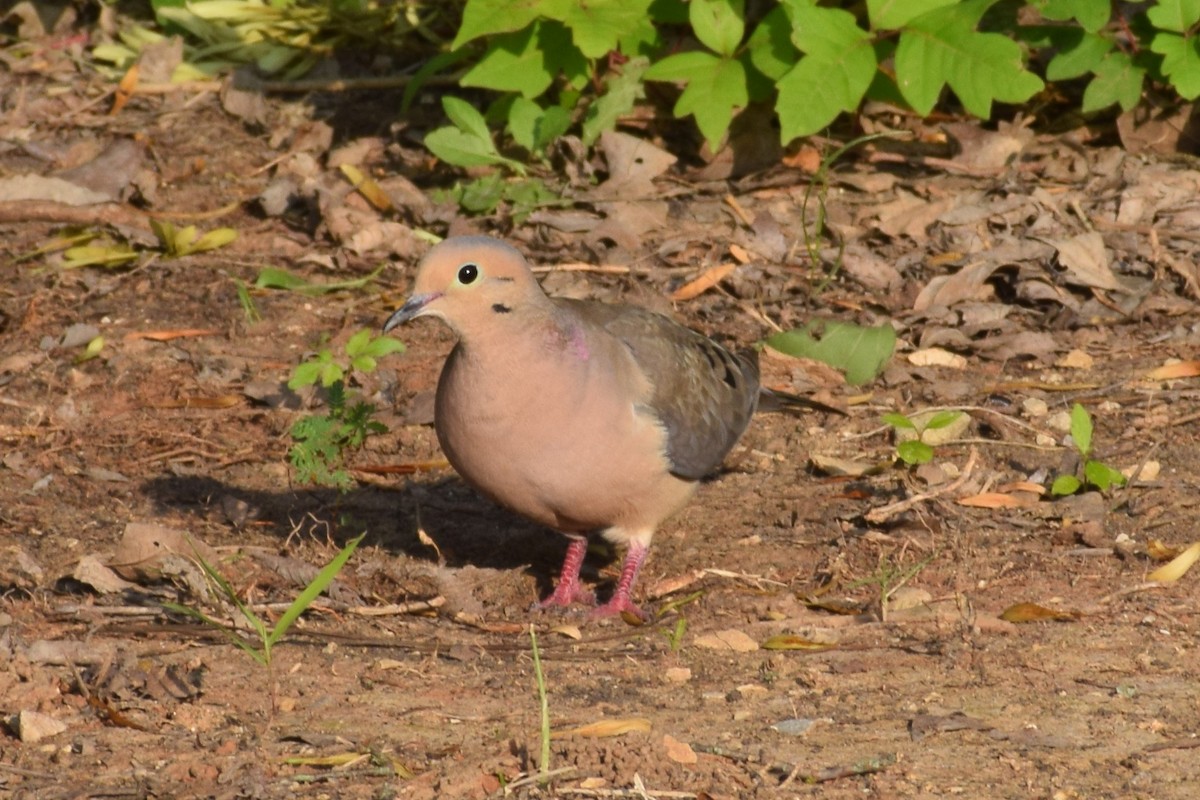 Mourning Dove - Jackson Bridgeforth