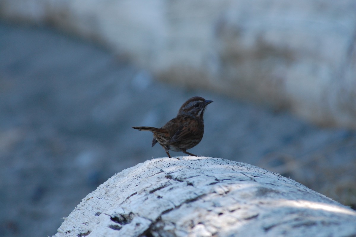 Song Sparrow (rufina Group) - ML619670511