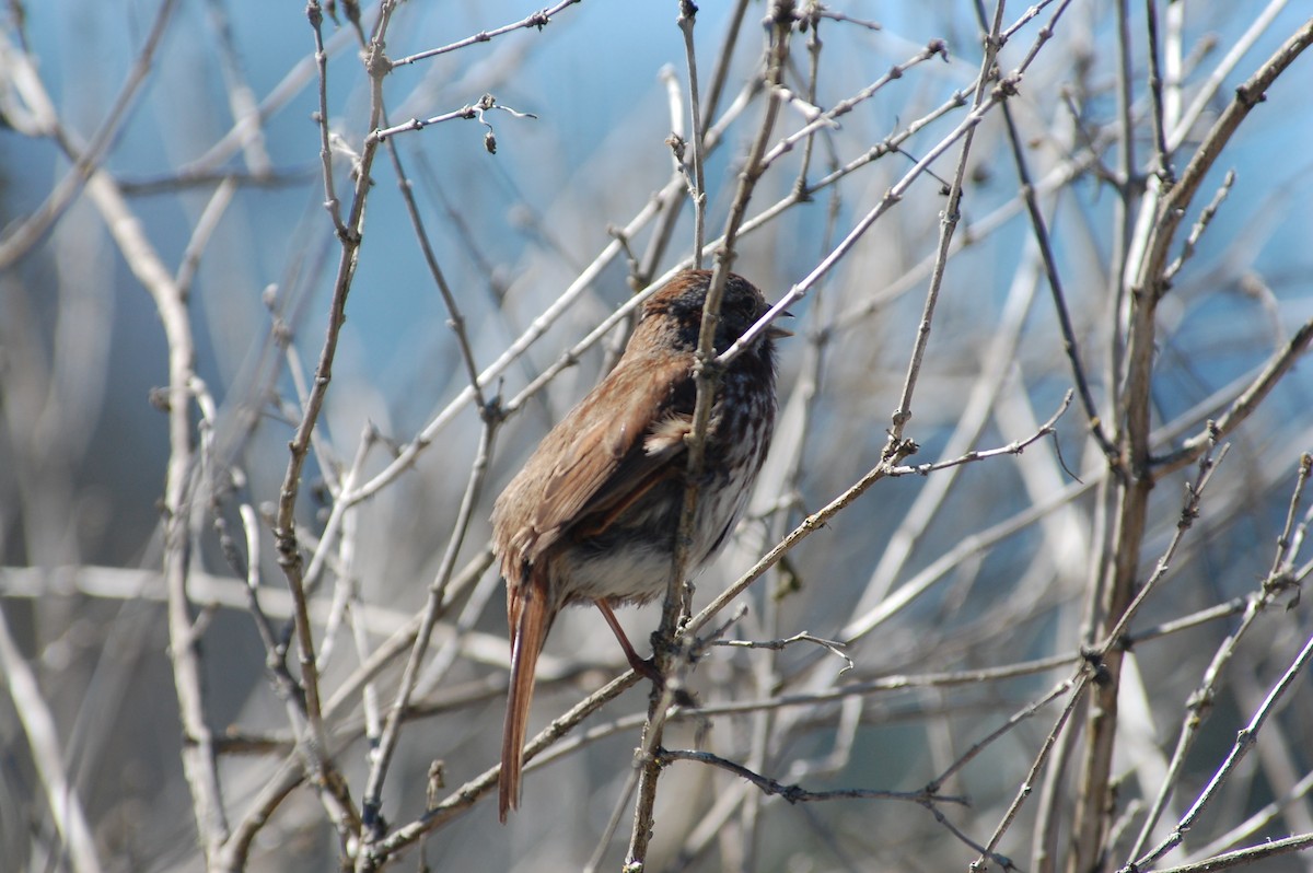 Song Sparrow (rufina Group) - ML619670512