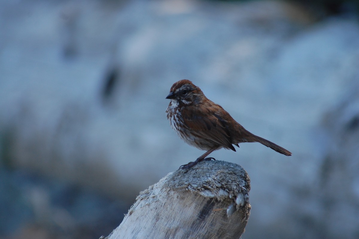 Song Sparrow (rufina Group) - ML619670513