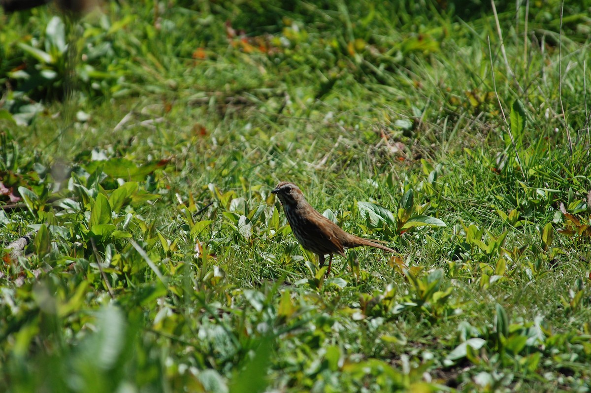 Song Sparrow (rufina Group) - ML619670515