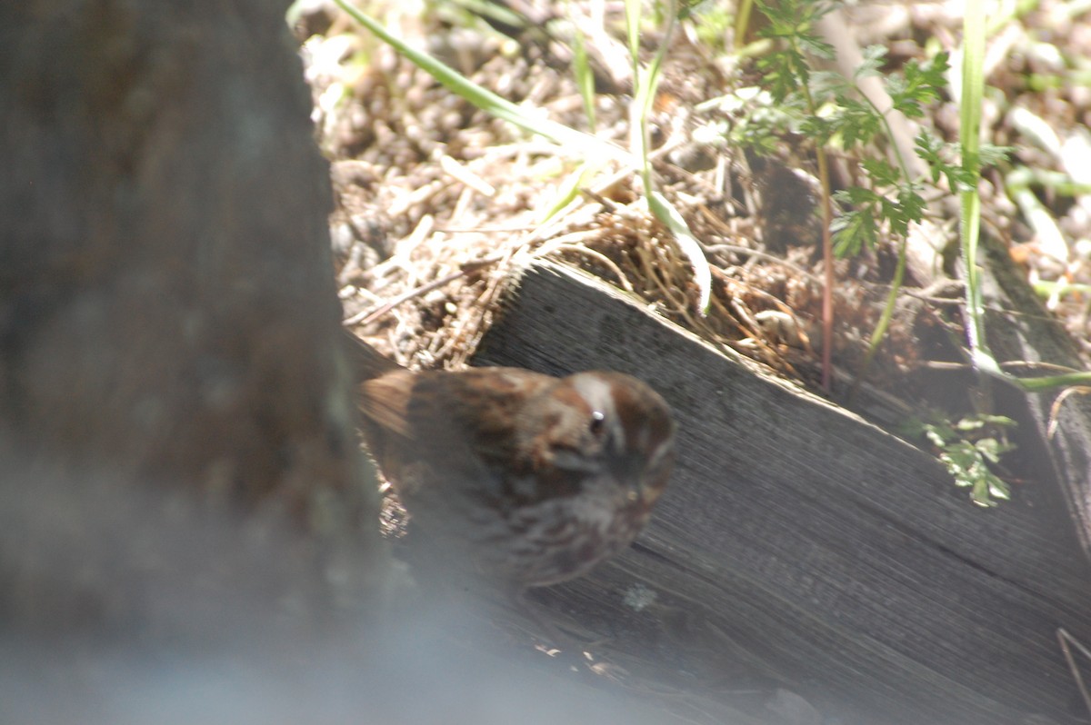 Song Sparrow (rufina Group) - ML619670517