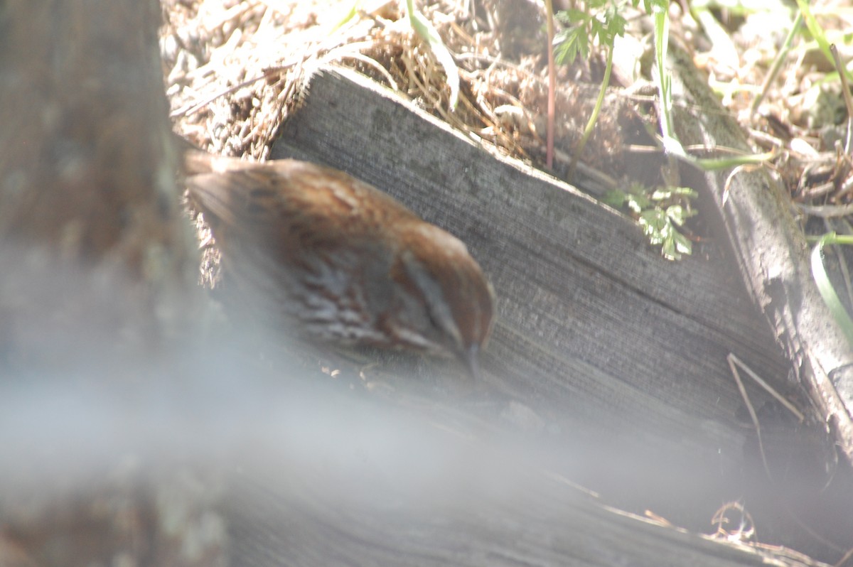 Song Sparrow (rufina Group) - ML619670518