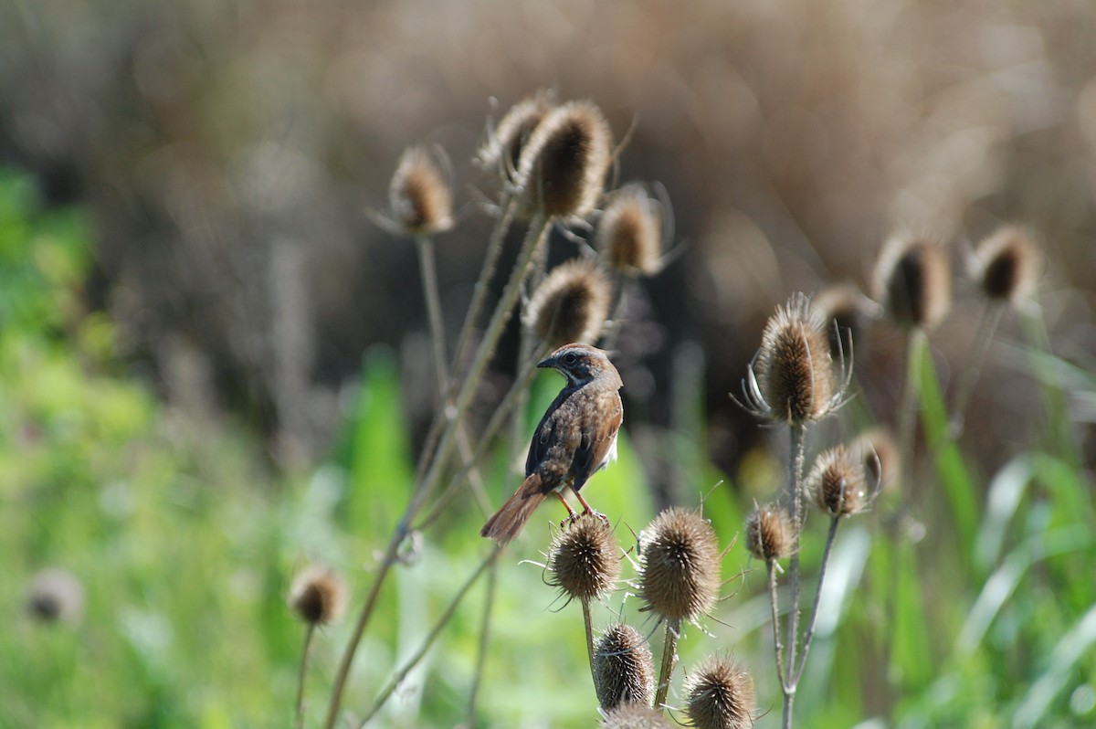 Song Sparrow (rufina Group) - ML619670519