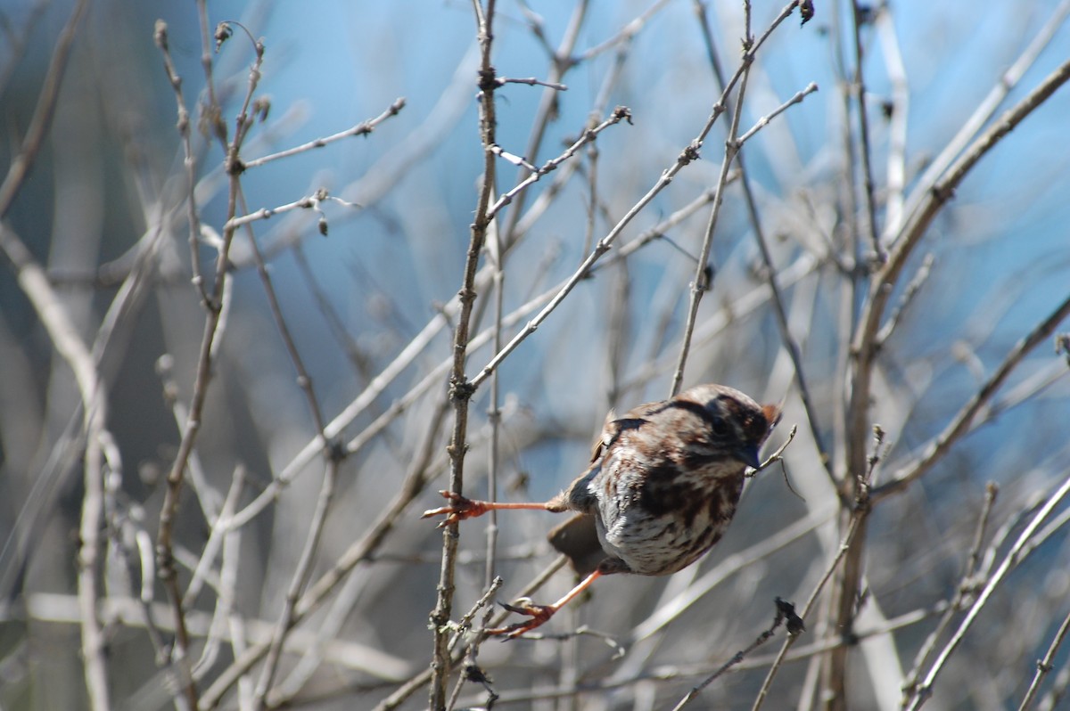 Song Sparrow (rufina Group) - ML619670520