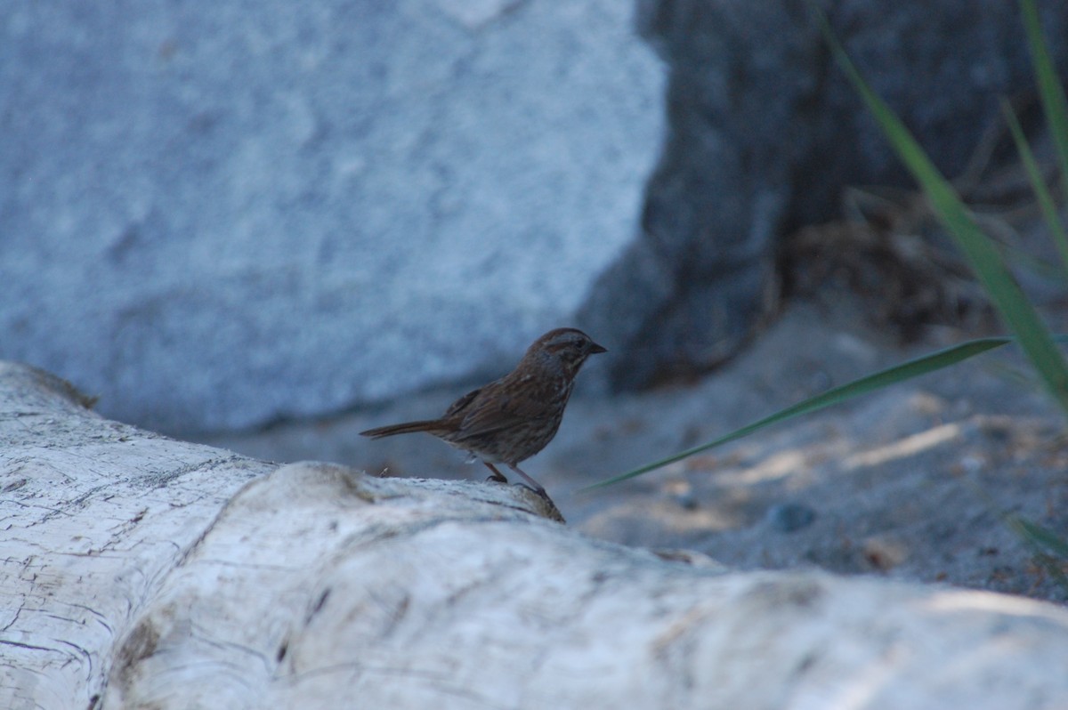 Song Sparrow (rufina Group) - ML619670521