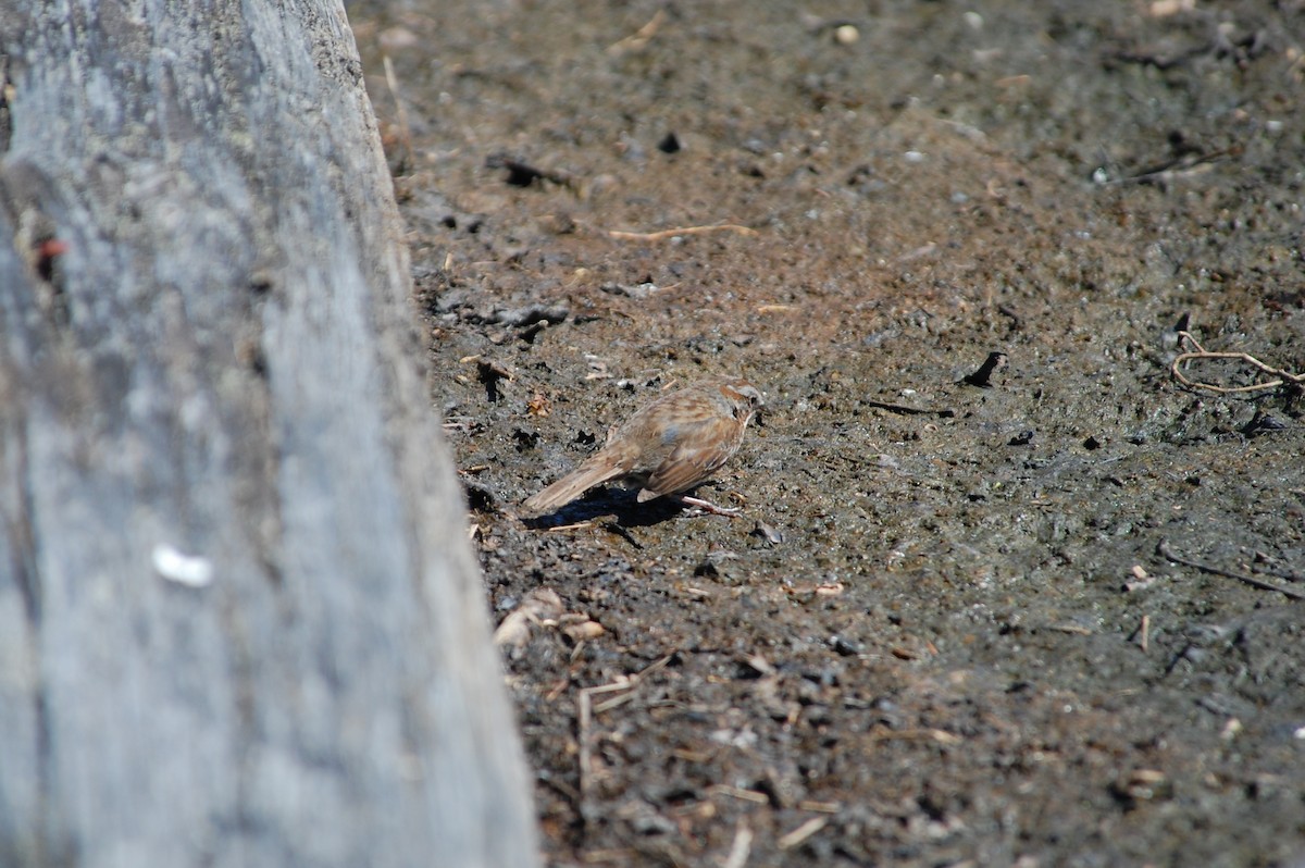 Song Sparrow (rufina Group) - ML619670522