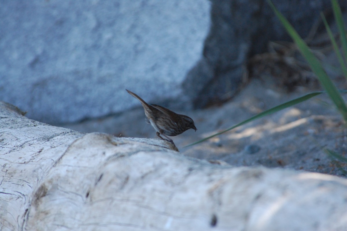 Song Sparrow (rufina Group) - ML619670523