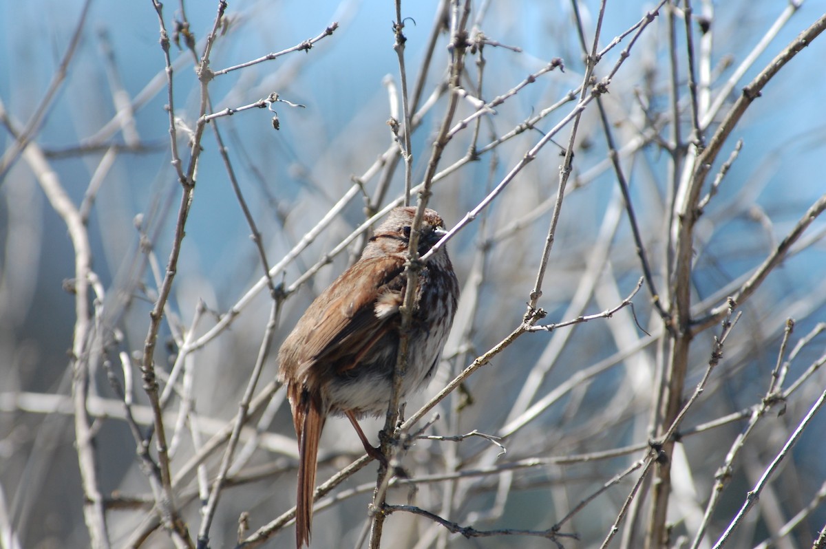 Song Sparrow (rufina Group) - ML619670525