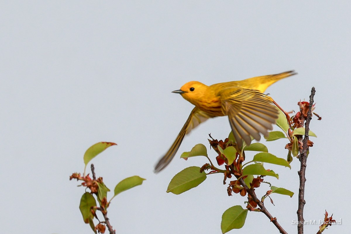 Yellow Warbler - Susan Packard