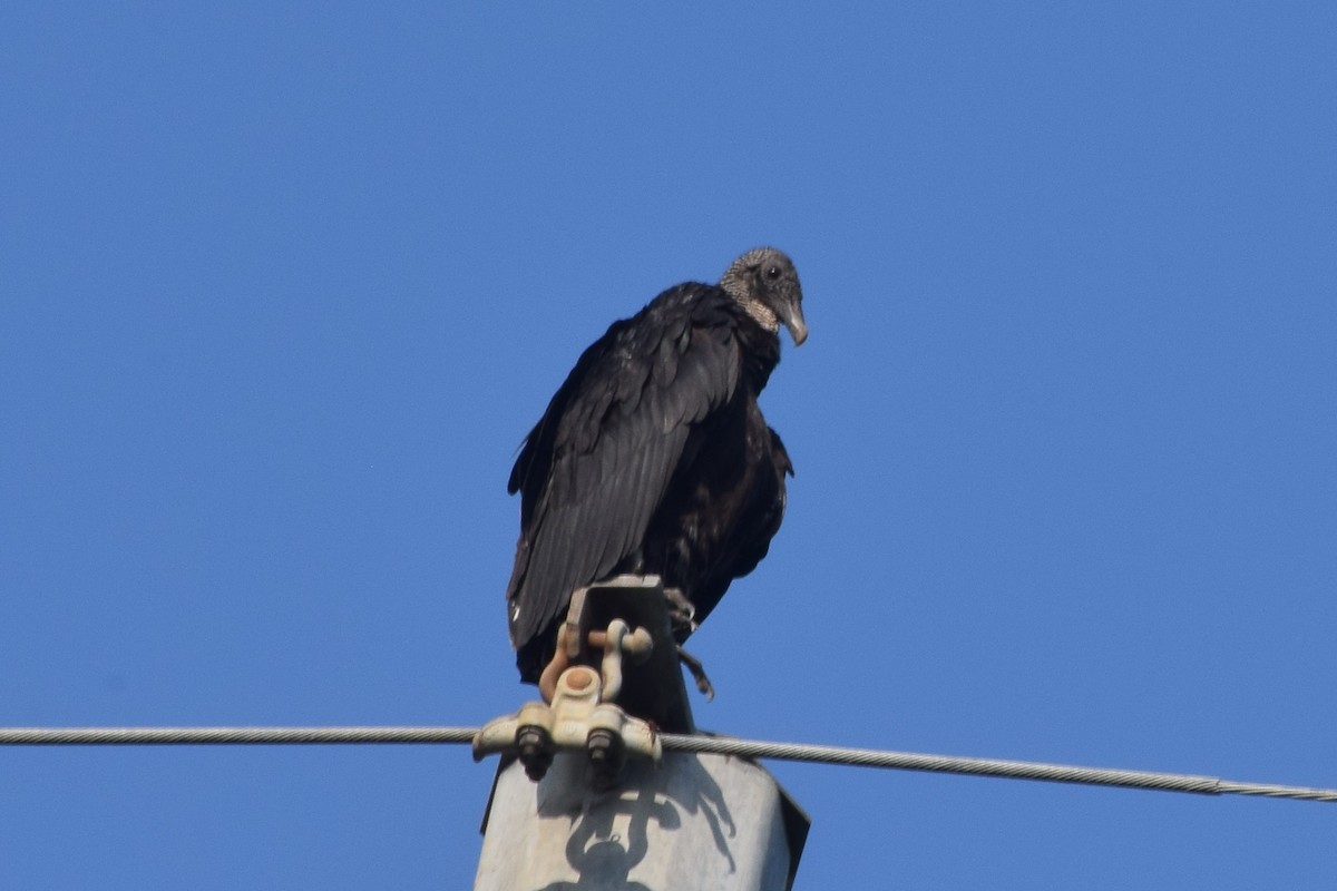 Black Vulture - ML619670529