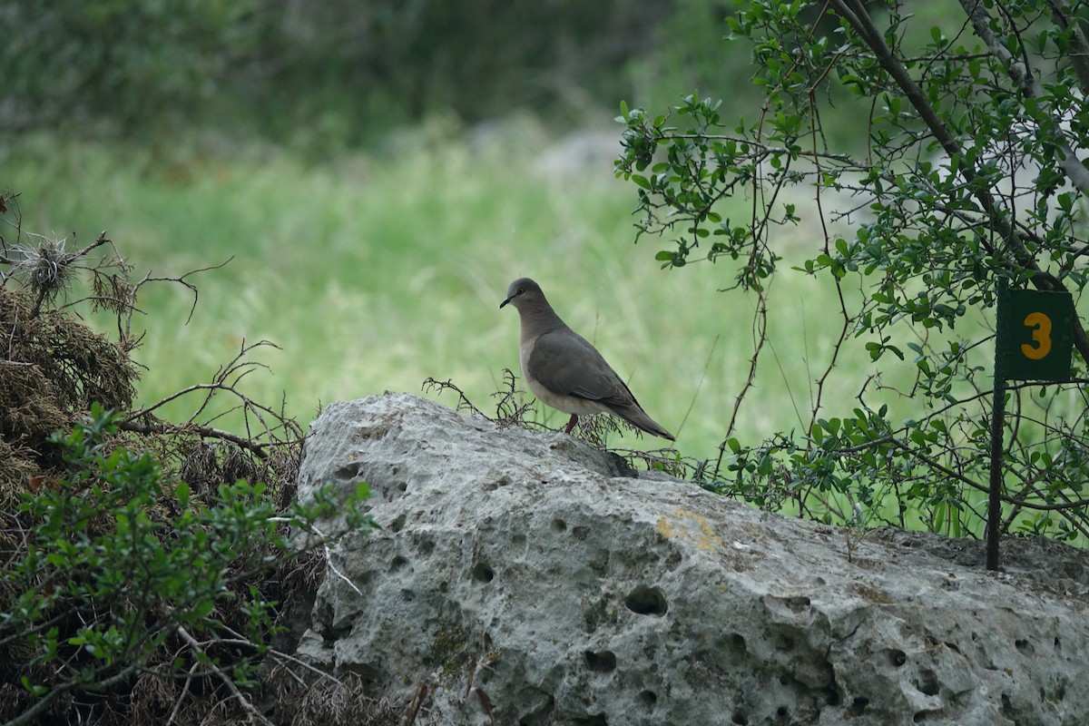 White-tipped Dove - Francis Fekel