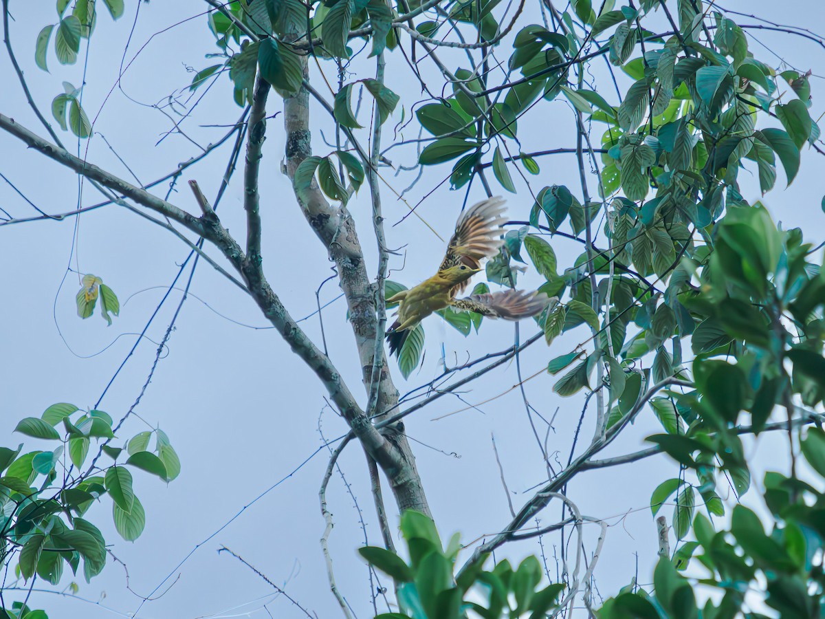 Cream-colored Woodpecker - ML619670531