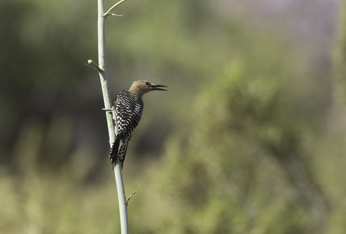 Gila Woodpecker - Sergio Rivero Beneitez