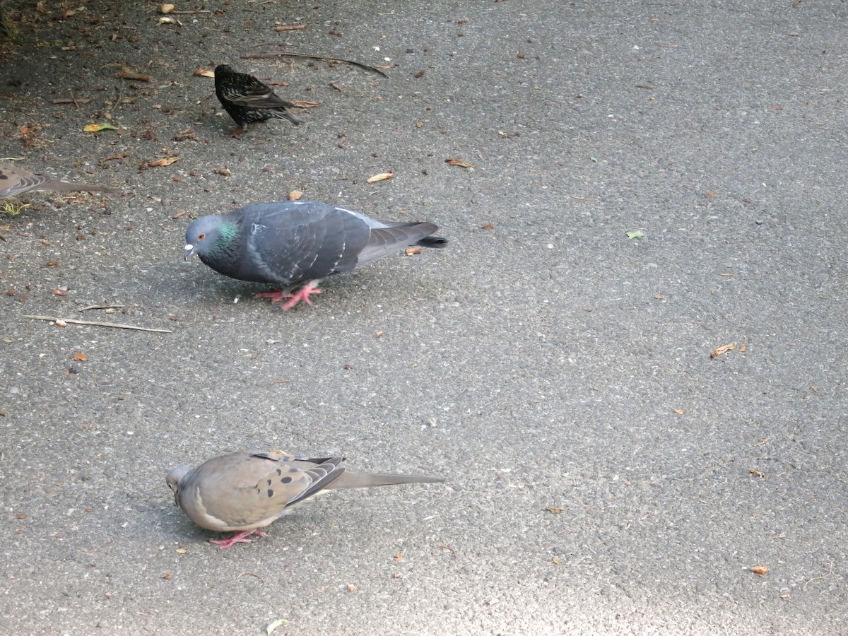 Rock Pigeon (Feral Pigeon) - Adit Kapadia