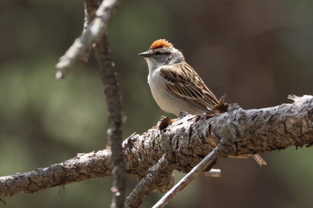 Chipping Sparrow - James Cummins