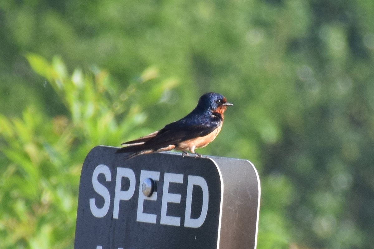 Barn Swallow - Jackson Bridgeforth