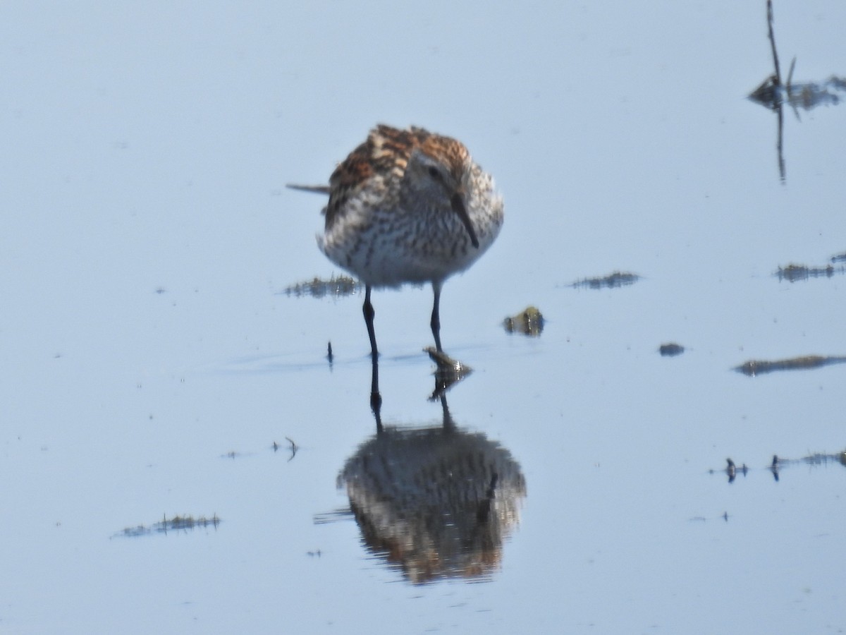 White-rumped Sandpiper - c c