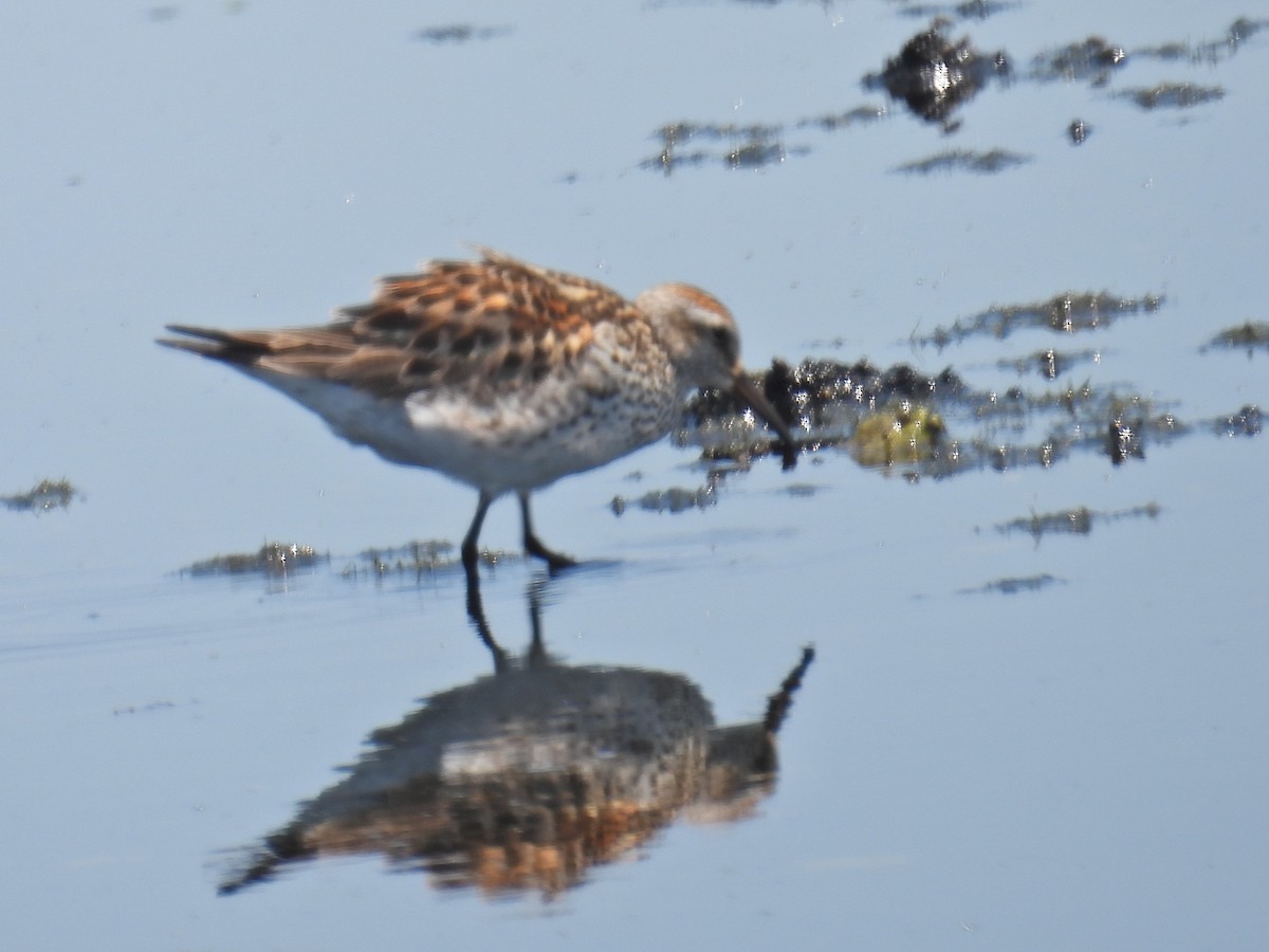 White-rumped Sandpiper - c c