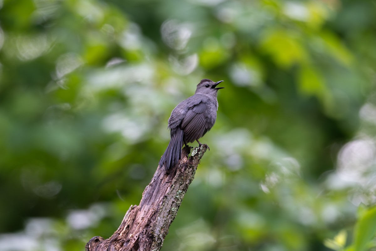 Gray Catbird - Alex Shadmehr