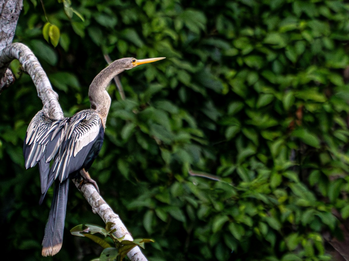 Anhinga d'Amérique - ML619670555