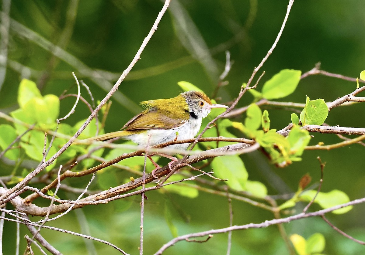 Common Tailorbird - 芳色 林