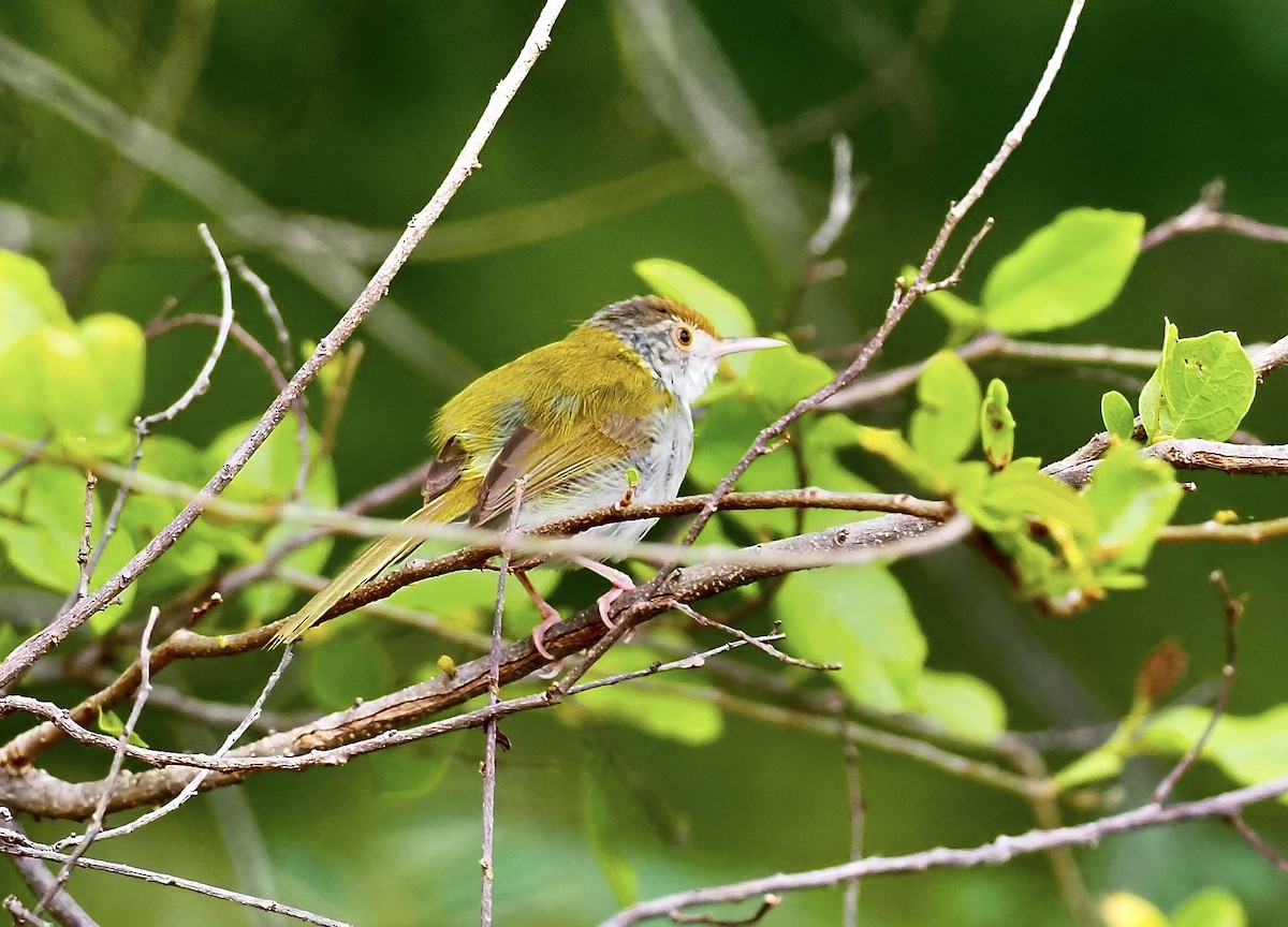 Common Tailorbird - 芳色 林