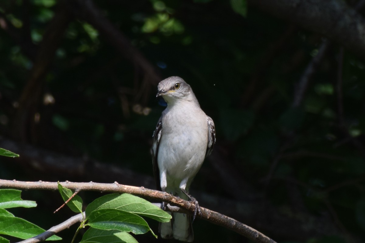 Northern Mockingbird - Jackson Bridgeforth