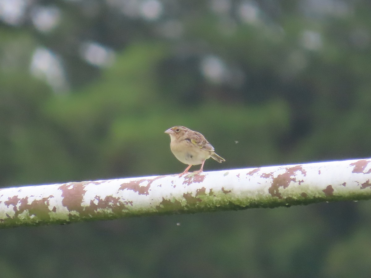 Grasshopper Sparrow - ML619670570