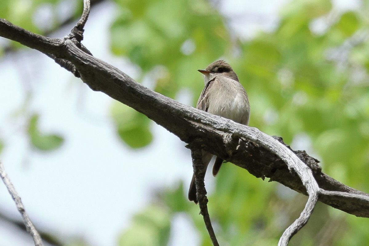 Western Wood-Pewee - James Cummins