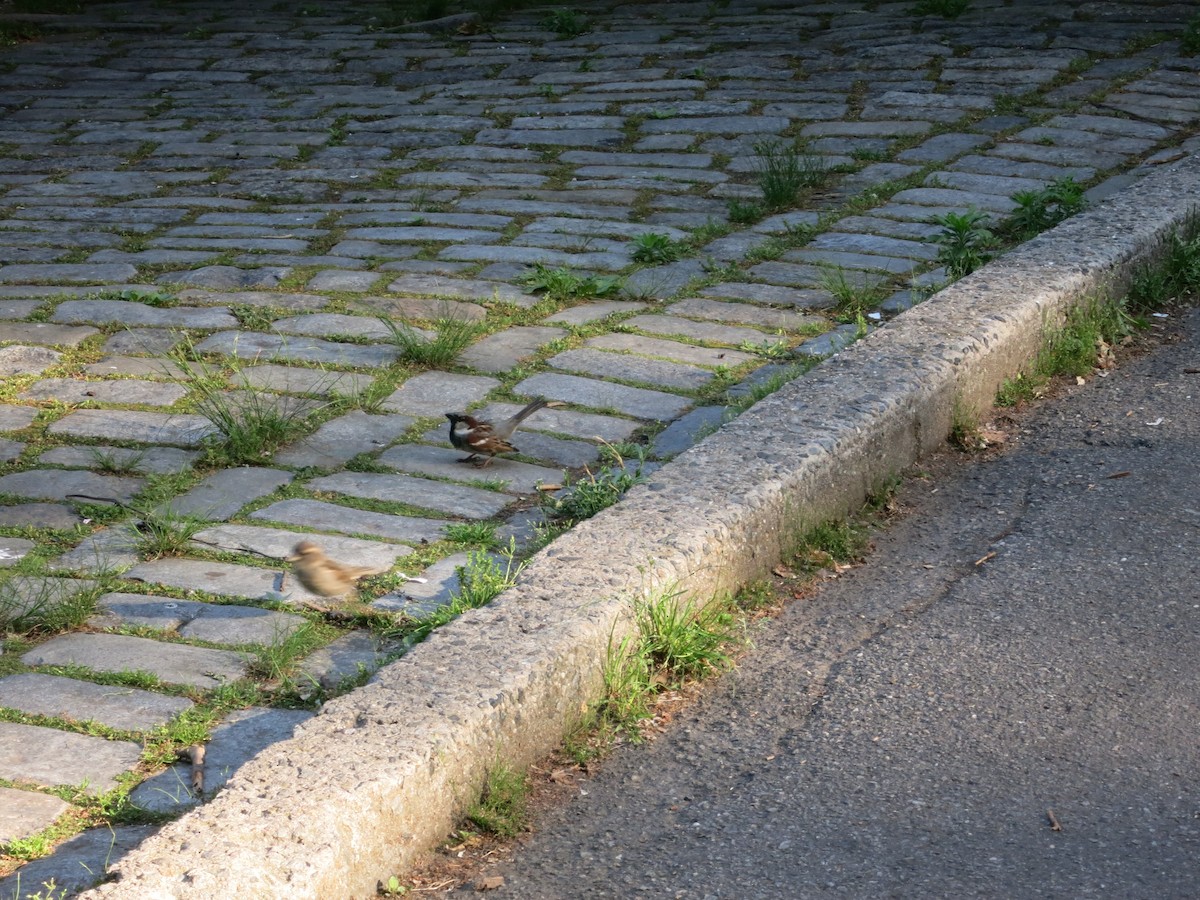 House Sparrow - Adit Kapadia