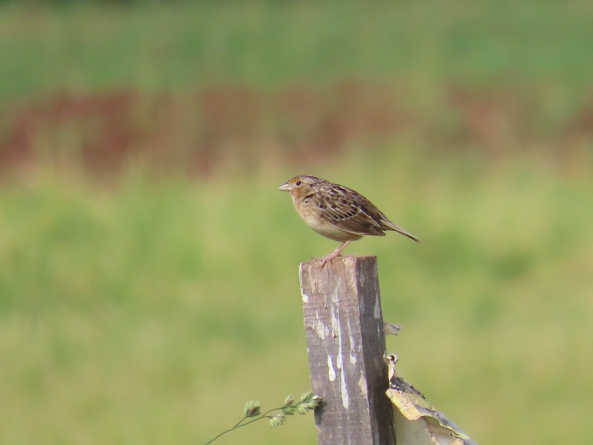 Grasshopper Sparrow - ML619670581