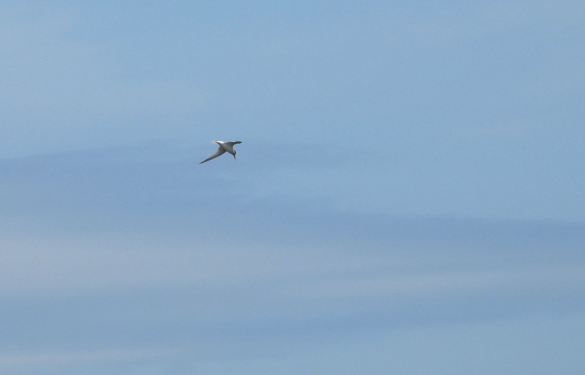 Least Tern - Glenn Hodgkins