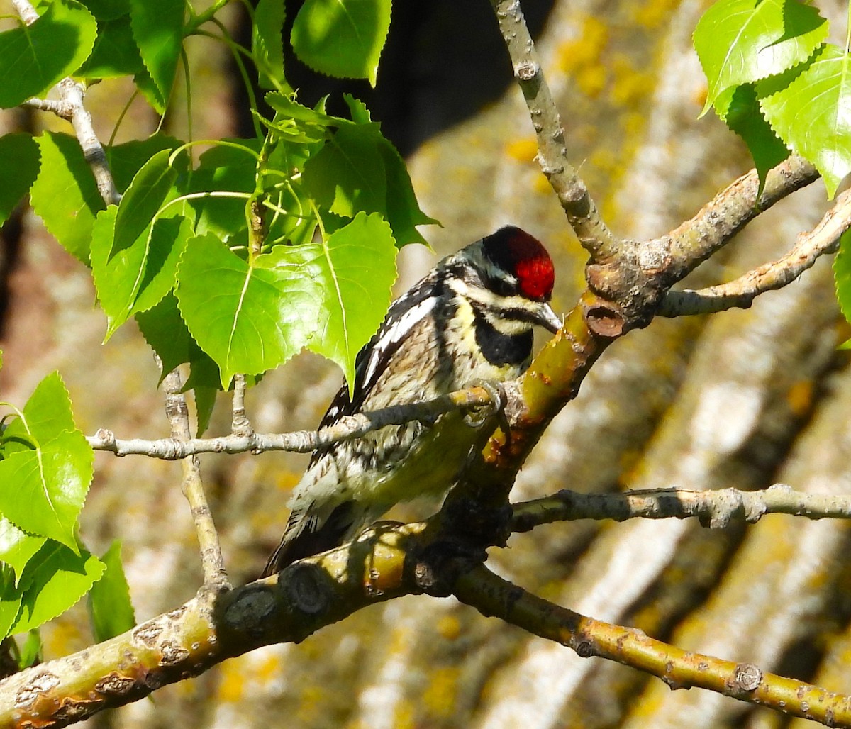 Yellow-bellied Sapsucker - ML619670591