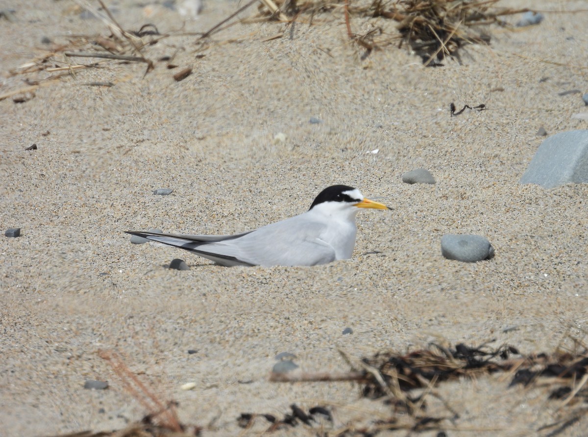 Least Tern - Glenn Hodgkins