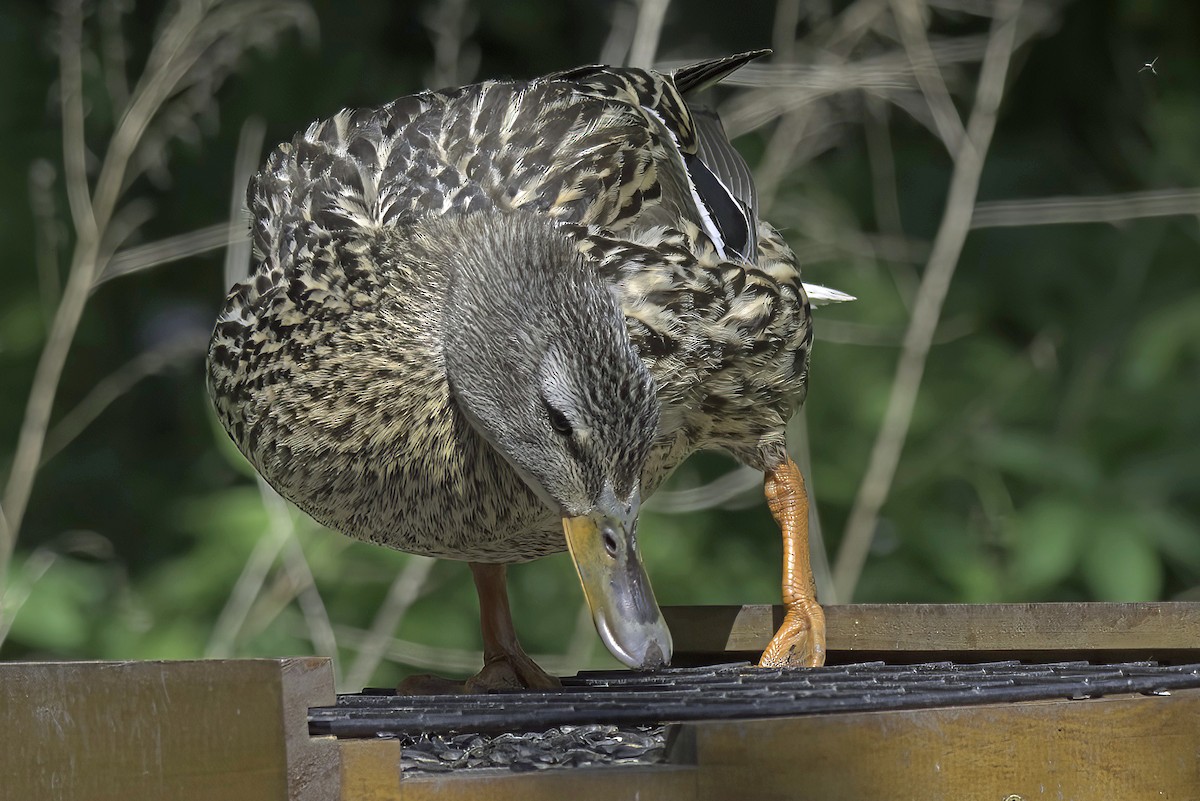 Mallard - Jim Tonkinson