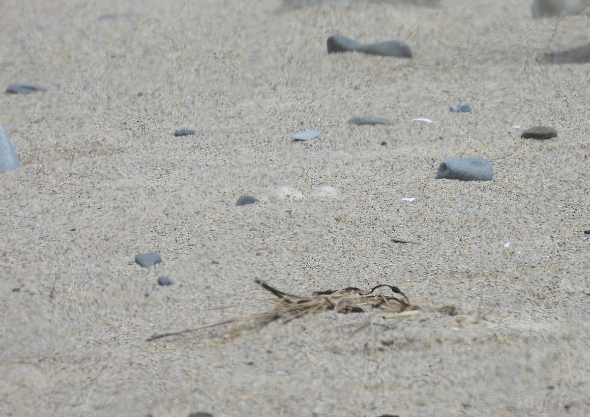 Least Tern - Glenn Hodgkins