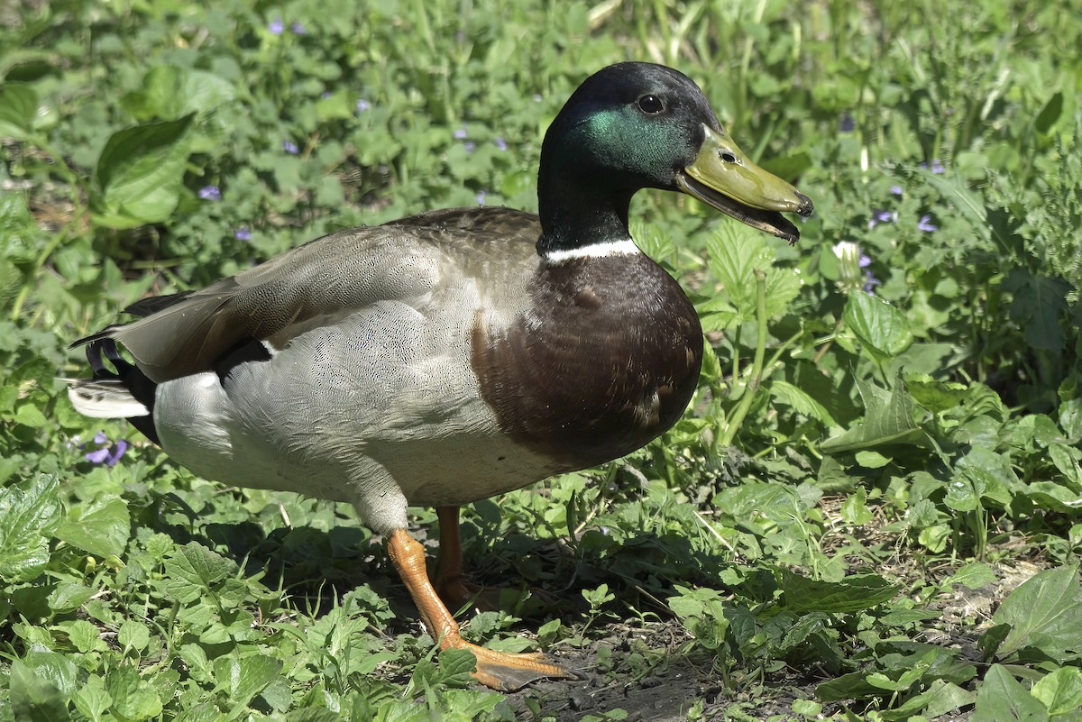 Mallard - ML619670603