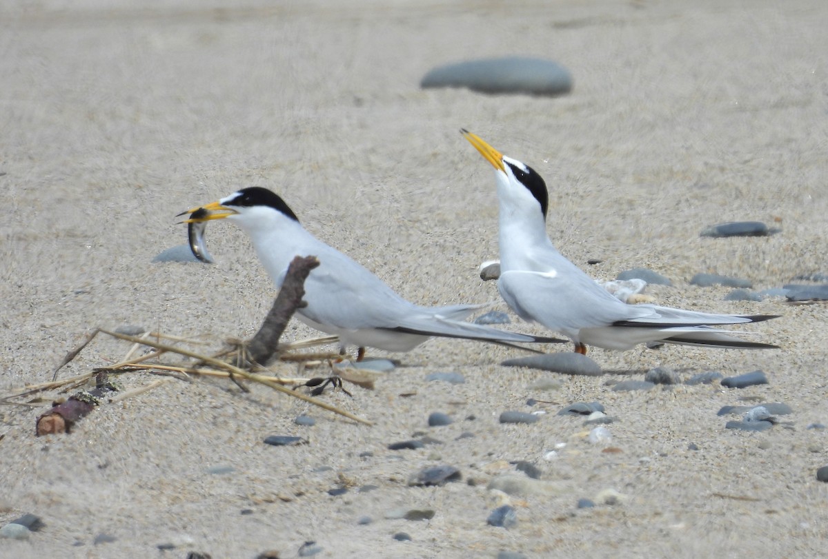 Least Tern - Glenn Hodgkins