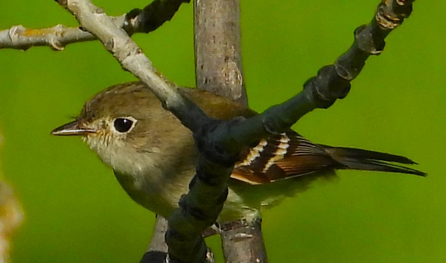 Least Flycatcher - ML619670633