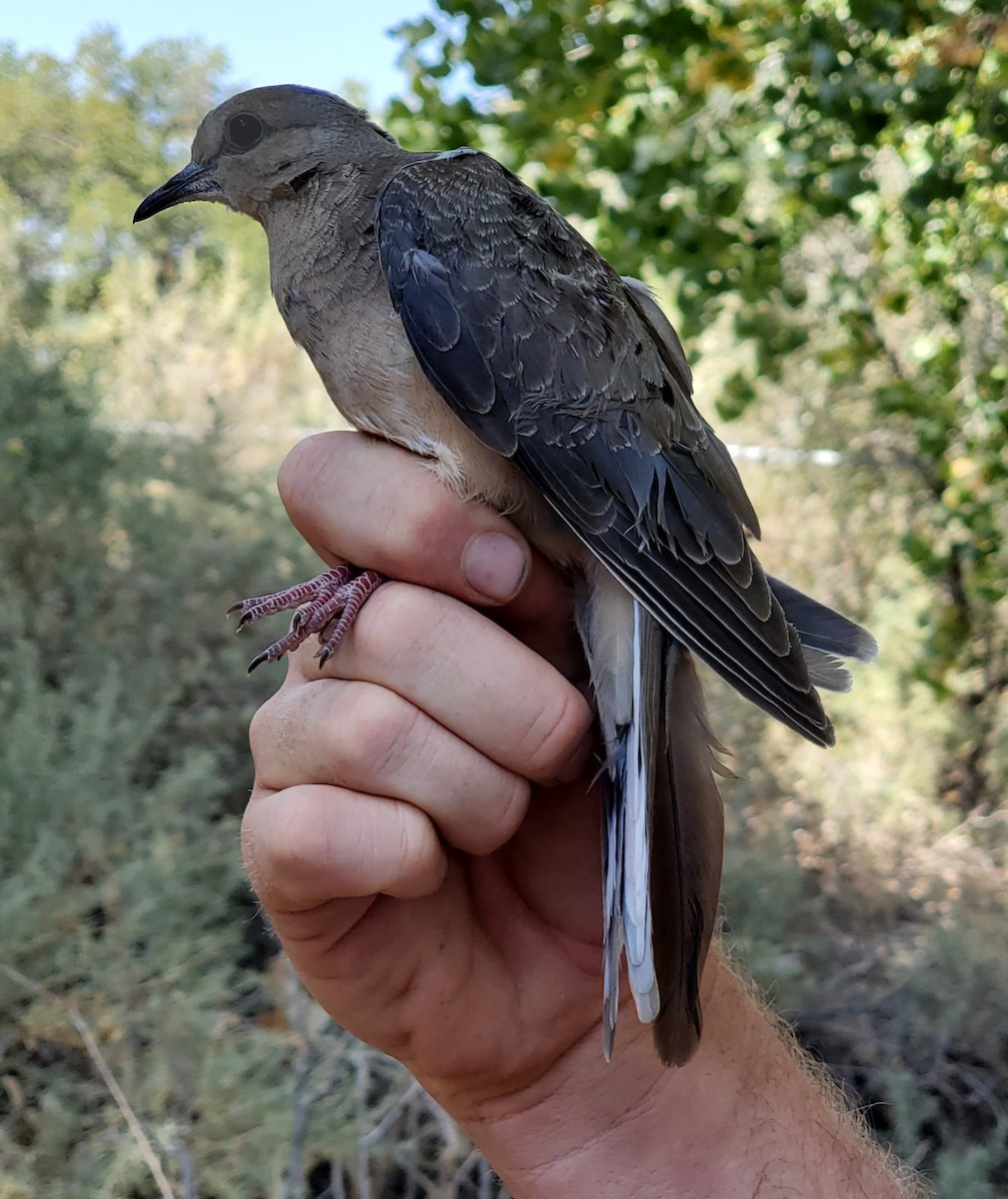 Mourning Dove - Nancy Cox