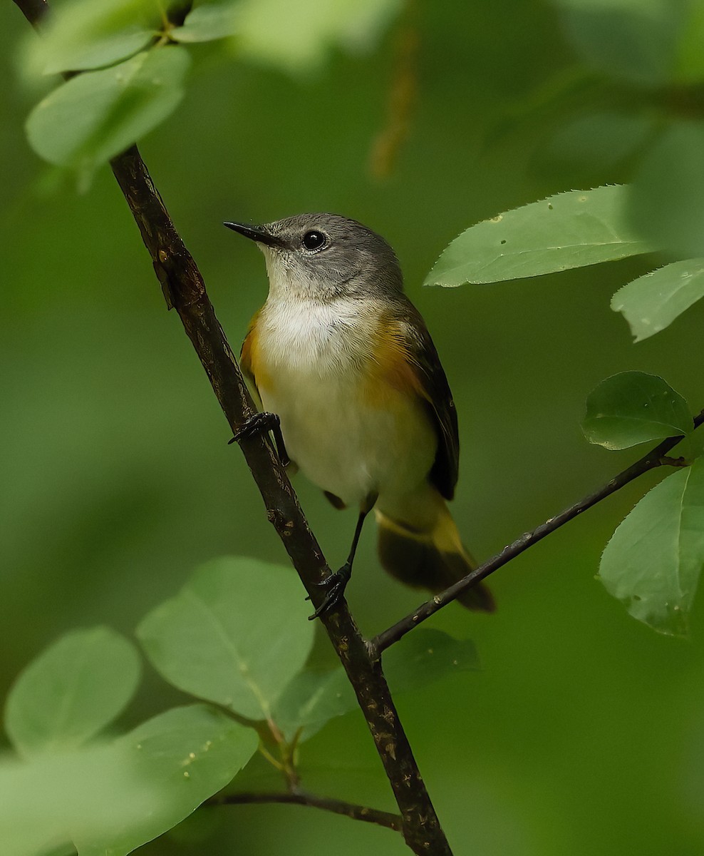 American Redstart - Scott Sneed