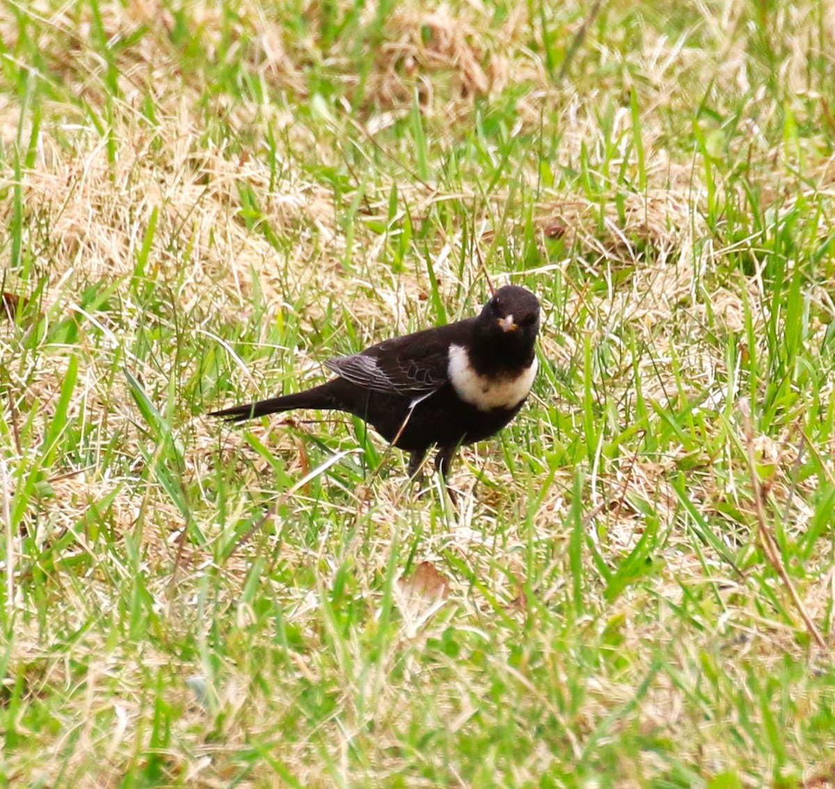 Ring Ouzel (Northern) - ML619670654