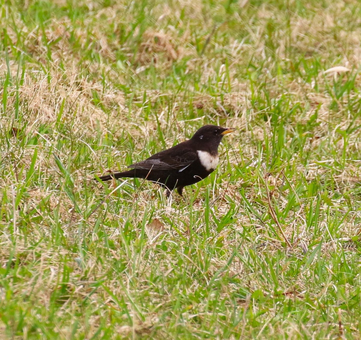 Ring Ouzel (Northern) - ML619670655