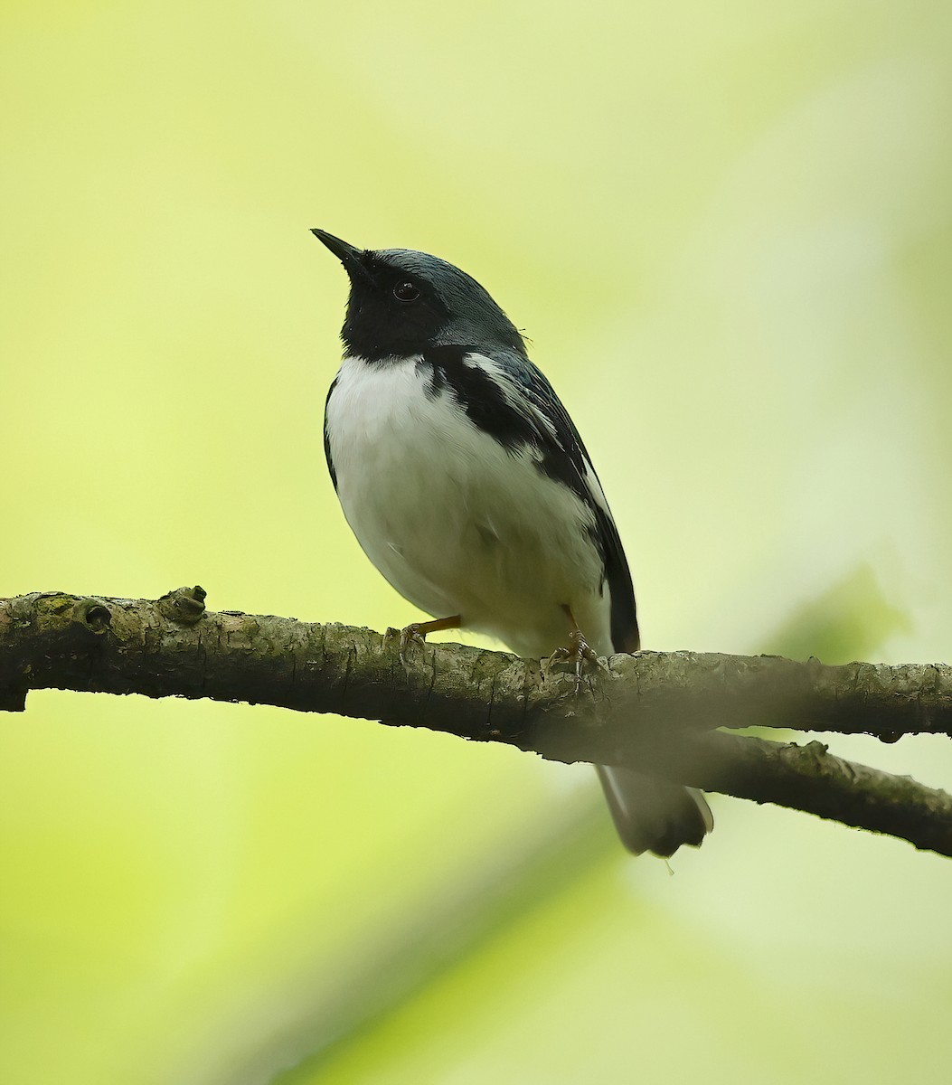 Black-throated Blue Warbler - ML619670656