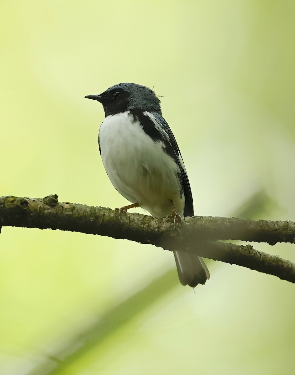 Black-throated Blue Warbler - ML619670658