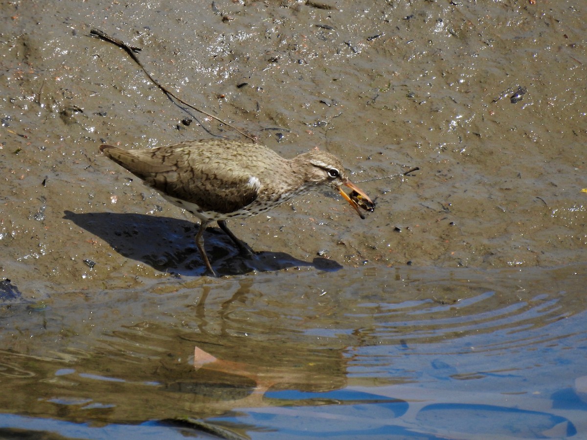 Spotted Sandpiper - ML619670663