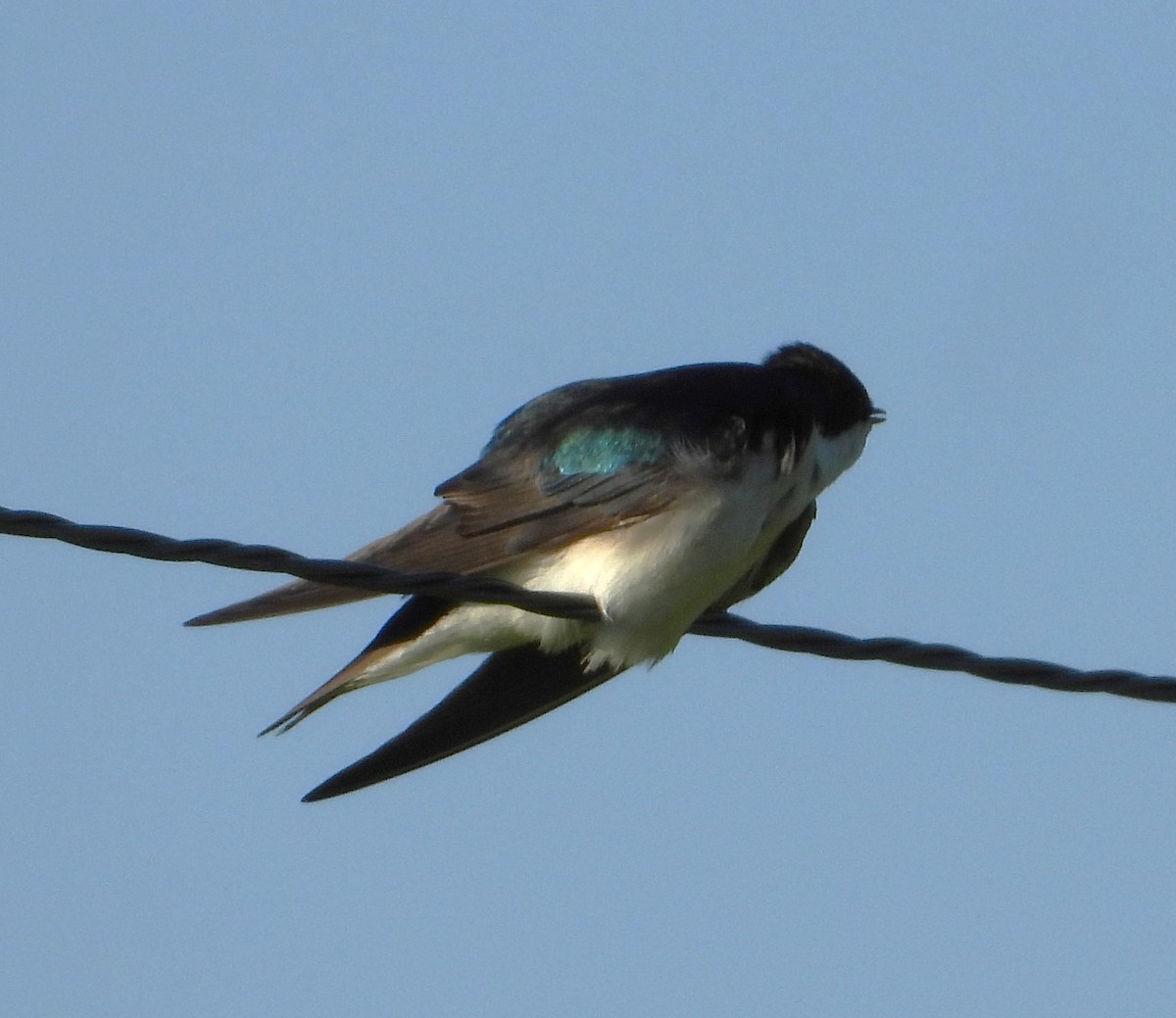 Tree Swallow - ML619670664