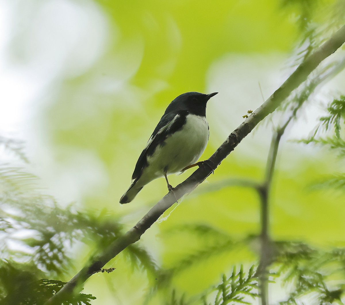 Black-throated Blue Warbler - Scott Sneed